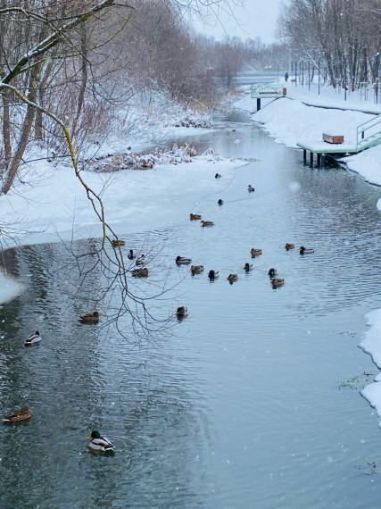 Акция «Зимние учеты водоплавающих птиц «Серая шейка-2024».